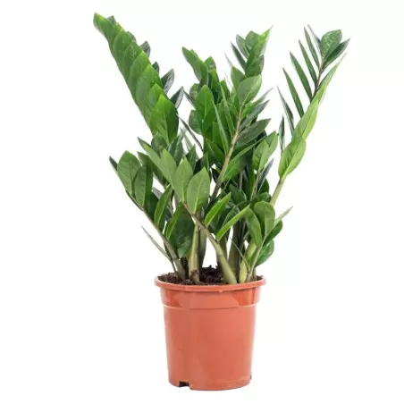 Pianta di Zamioculcas zamiifolia in vaso