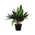 Pianta di Calathea (Calatea) lancifolia