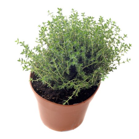 Pianta di Timo in vaso 14 cm