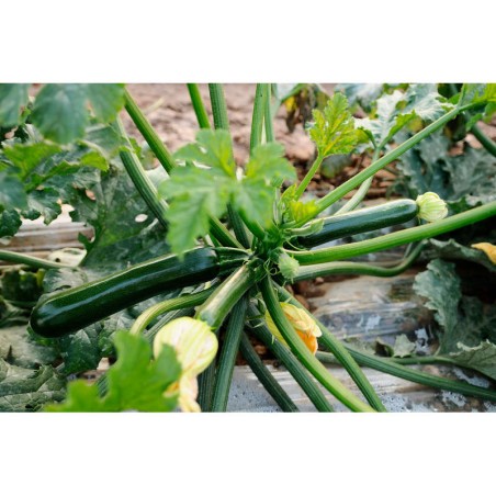 Zucchino verde MILOS Syngenta 1000 Semi