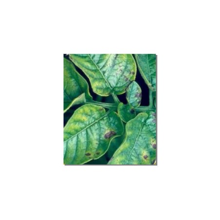 Nova Mag S Magnesiumsulfat wasserlöslicher Dünger 25 kg