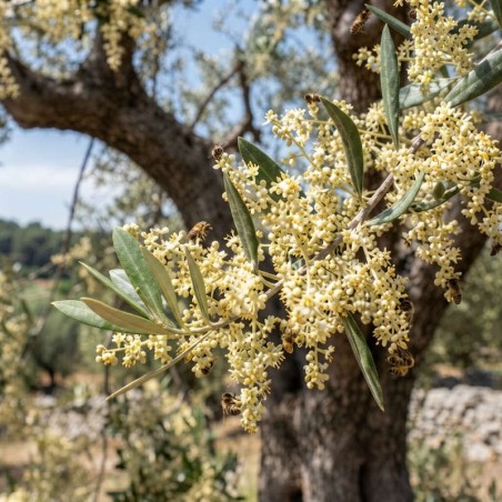 Produktset zur Verbesserung der Olivenblüte