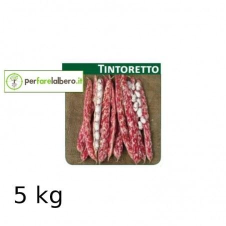 Seeds TINTORETTO dwarf kidney bean 2