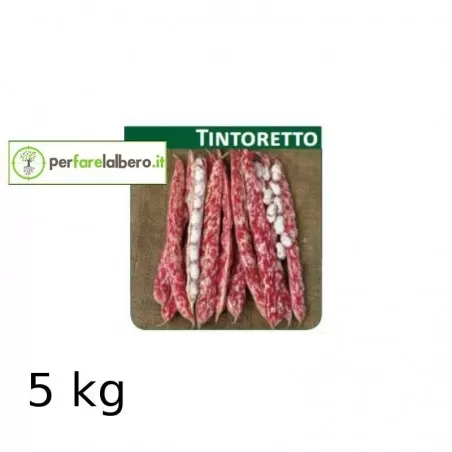 Seeds TINTORETTO dwarf kidney bean 2