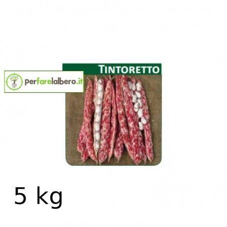 Sementi Fagiolo da sgrano nano TINTORETTO