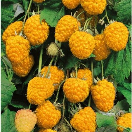 Pianta di Frutti di Bosco Lampone Giallo