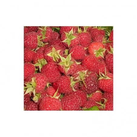 Pianta di frutti di bosco Lampone Rosso