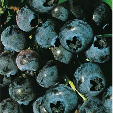 Pianta di Frutti di Bosco Mirtillo