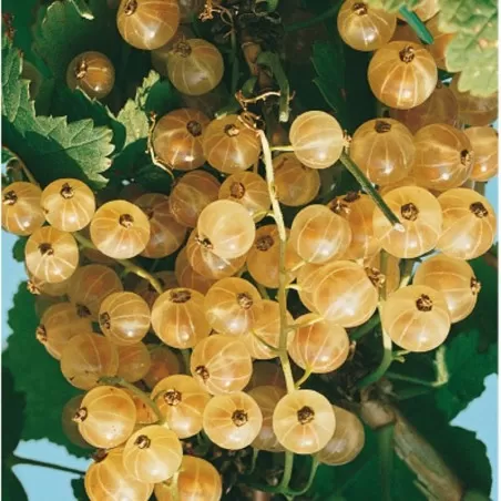 Pianta di Frutti di Bosco Ribes Bianco