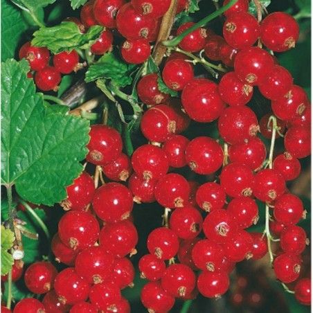 Red Currant Berry Plant