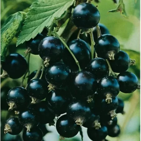 Schwarze Johannisbeere Beeren Pflanze