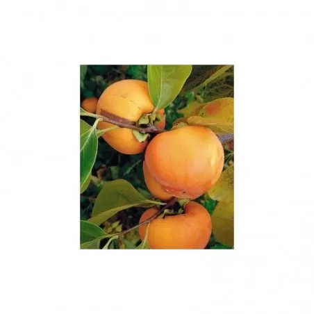 Pianta di Loti (cachi o kaki) Vaniglia