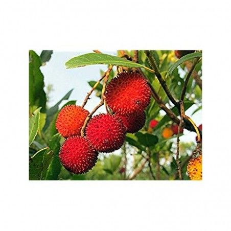 Strawberry tree plant