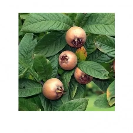 Plant of German Loquat