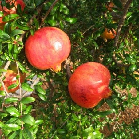 Pomegranate Plant Horse Tooth Pot 5 liters