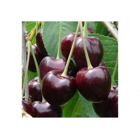 Cherry tree var. Hard II