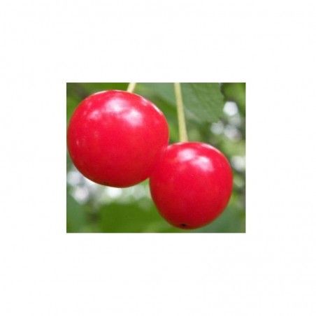 Cherry tree Amarena Montmorecy variety
