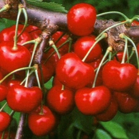 Cherry tree Giorgia variety