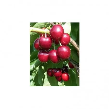 Cherry Tree Lapins Variety