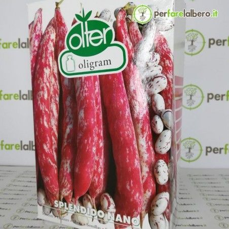 Sementi Fagiolo da sgrano nano Splendido Olter Tipologia “Borlotto”