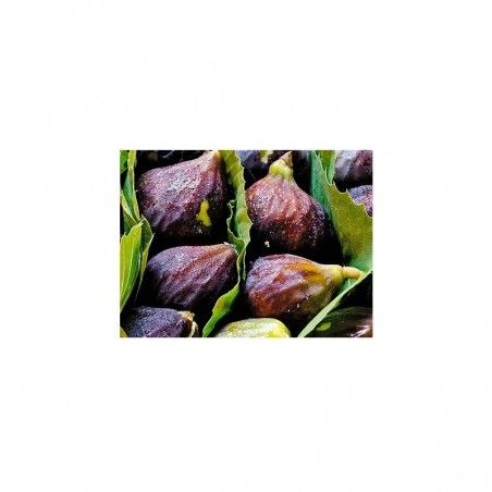Pianta di fico San Mango 
