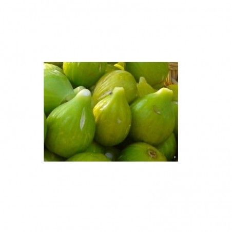 Pianta di Fico Dottato (Ficus carica) 