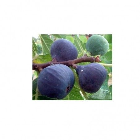 Pianta di fico Brogiotto Nero 
