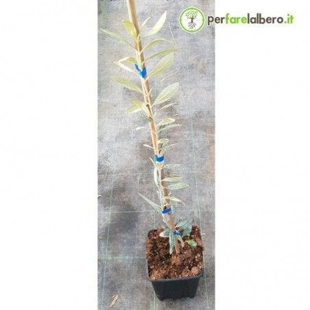 FS17 Favolosa Xylella Resistant Olive Tree