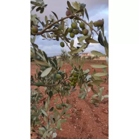FS17 Favolosa Xylella Resistant Olive Tree 2