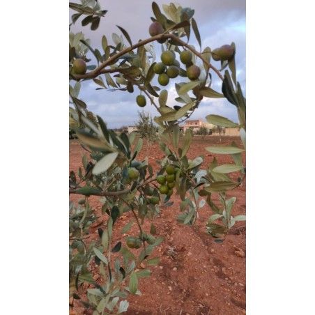 FS17 Favolosa Xylella Odporne drzewo oliwne