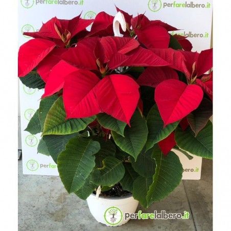 Pianta Stella di Natale Euphorbia pulcherrima - Poinsettia 