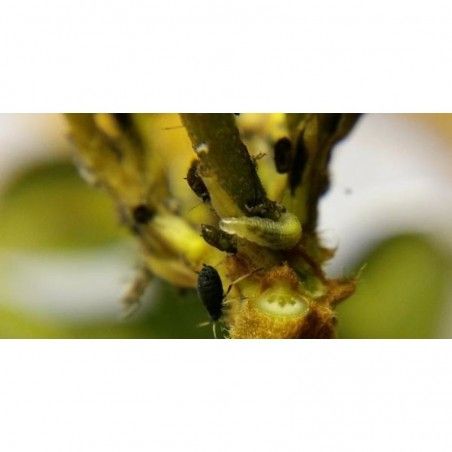 Rophoria-L Syrphidae Sphaerophoria rueppellii contro afidi 1000 larve
