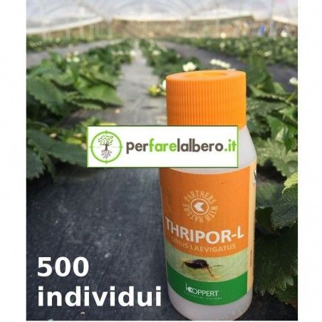 ORIUS LAEVIGATUS Thripor-L Anthochoriden Raubthripse 2