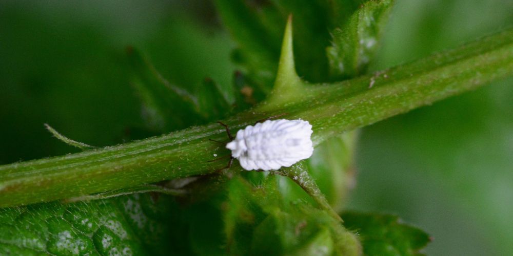 olio-bianco-cocciniglia