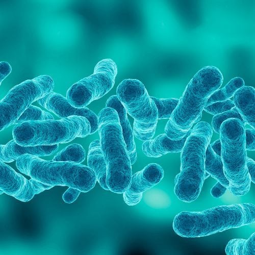 Bacillus-Thuringiensis