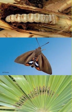 Paysandisia larva