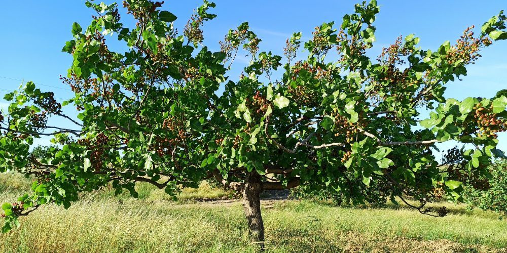 albero di pistacchio