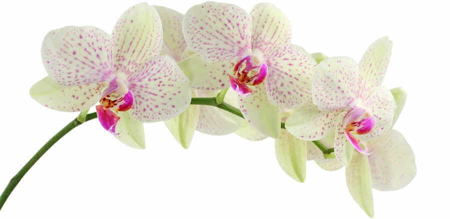 Come coltivare le orchidee: guida completa alla cura in vaso
