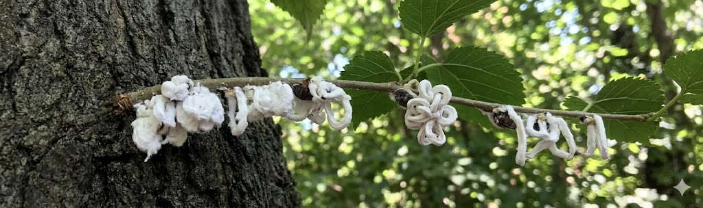 Come debellare la cocciniglia japonica (Takahashia japonica)