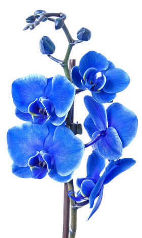 Come innaffiare le orchidee