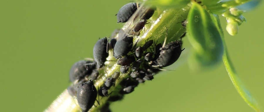 Come riconoscere gli afidi sulle piante