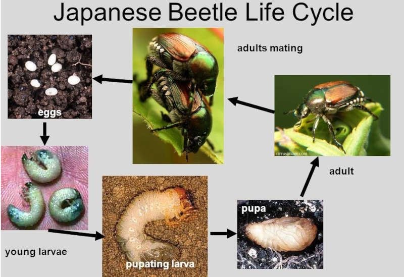Come riconoscere la Popillia japonica