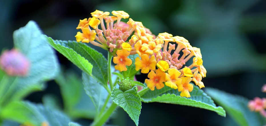 come coltivare la lantana