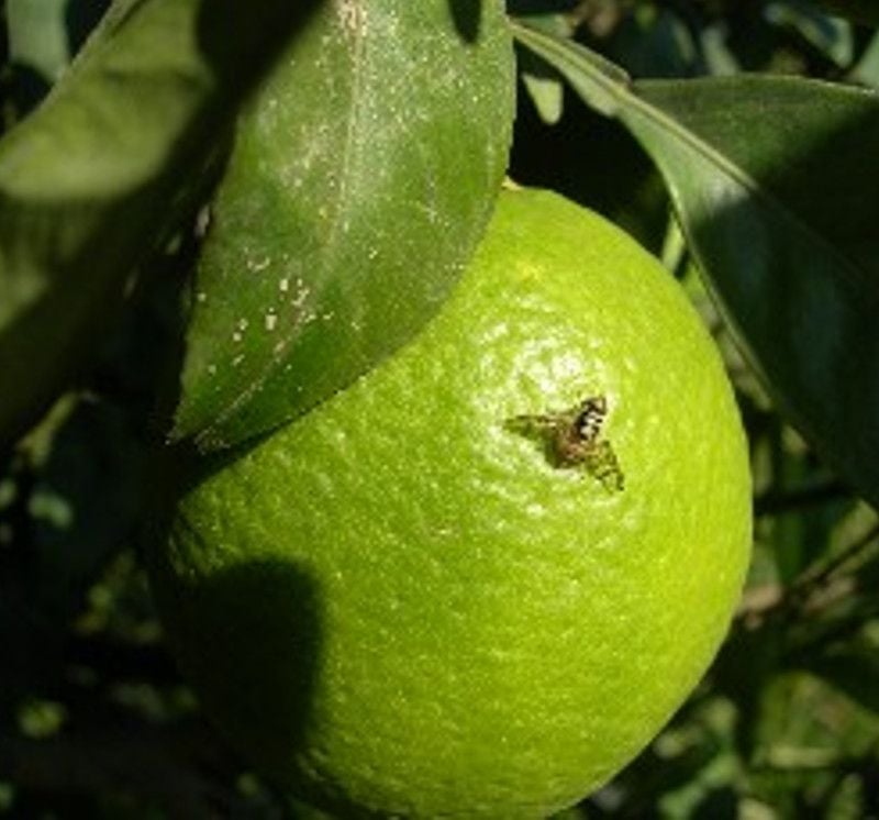 Mosca della frutta agrumi