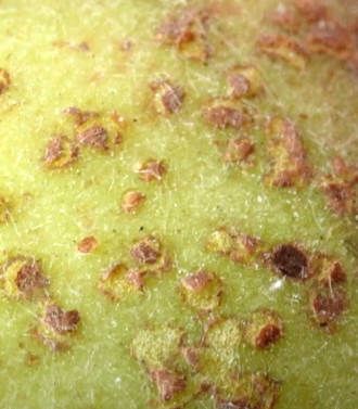 Sintomi del Corineo - Coryneum beijerinckii su frutto albicocco dettaglio