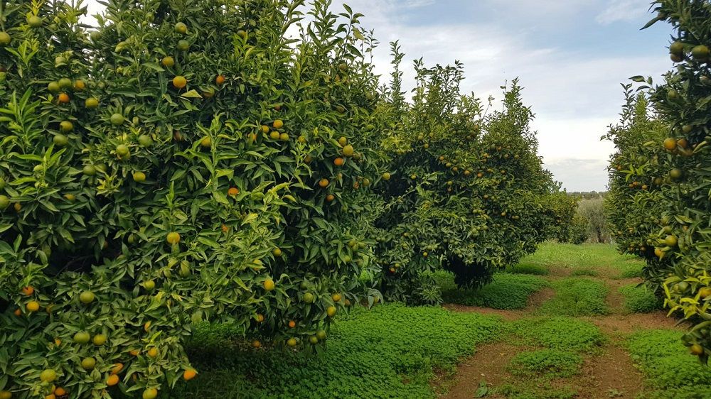 concimare gli agrumi