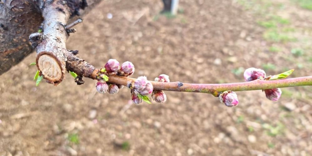 Concimazione e trattamenti del pesco alla fase di bottoni