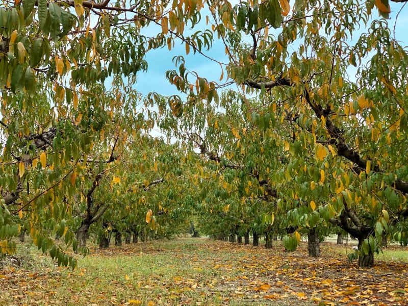 Concimazioni e trattamenti del pesco in ottobre