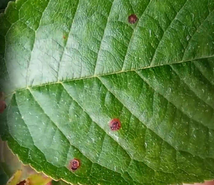 Corineo - Wilsonomyces carpophilus, Stigmina carpophila, Coryneum beijerinckii