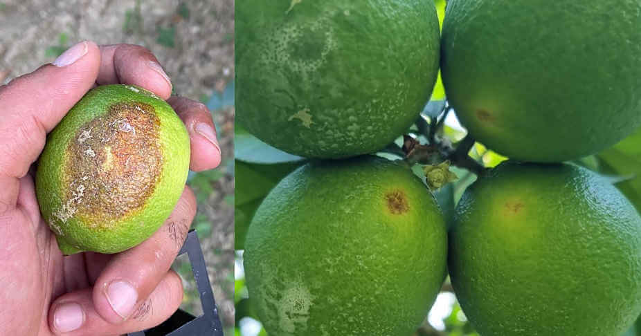 Danni da ragnetto rosso su foglie di limone, sintomi visibili.